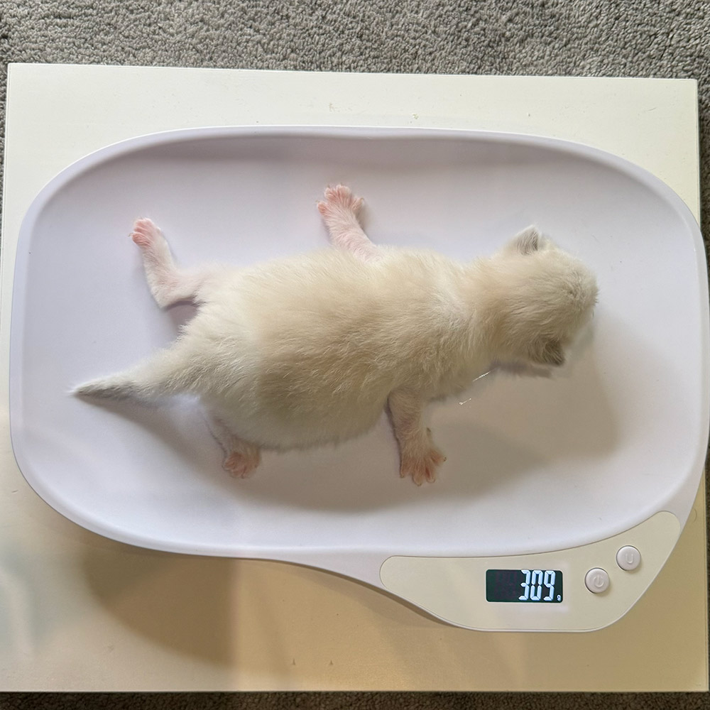 ragdoll-kitten-sale-LRDE