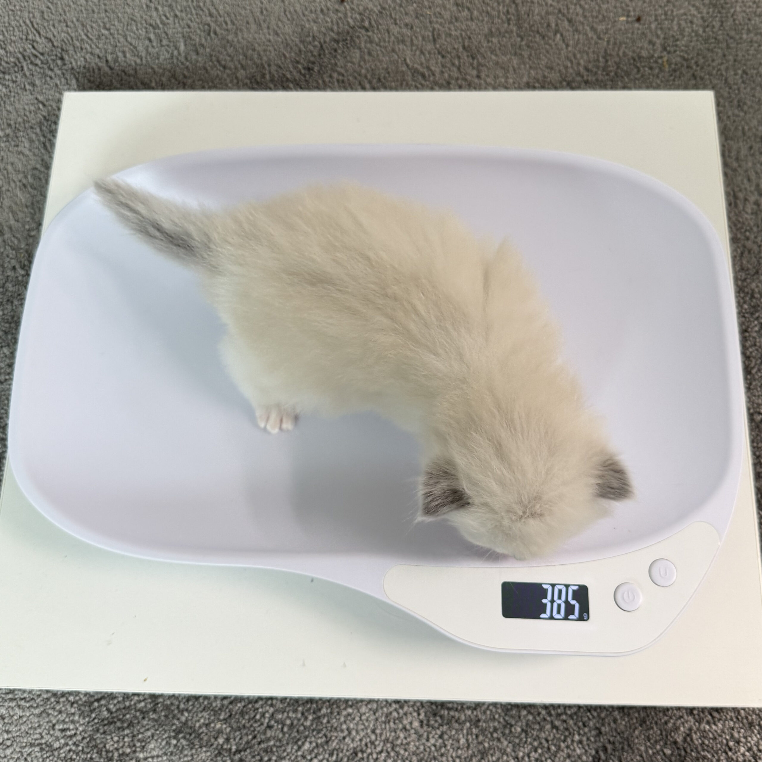 ragdoll-kitten-sale-LRDE