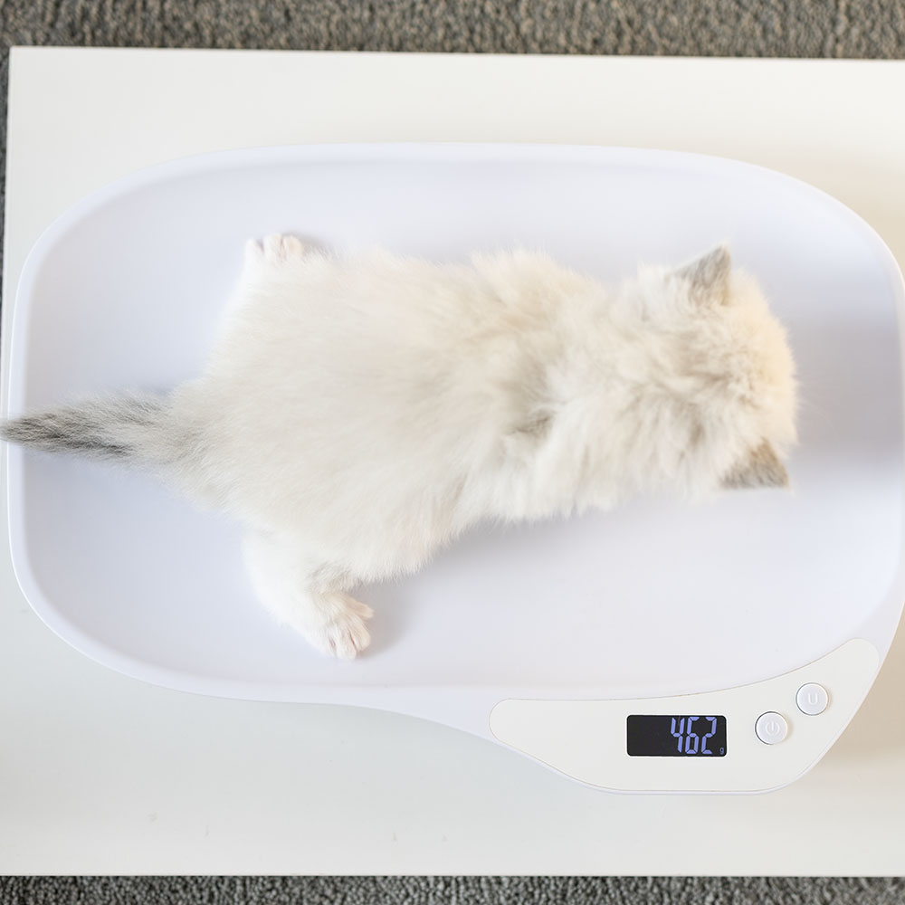 ragdoll-kitten-sale-LRDE