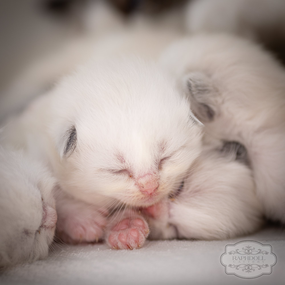 ragdoll-kitten-sale-LRDE1