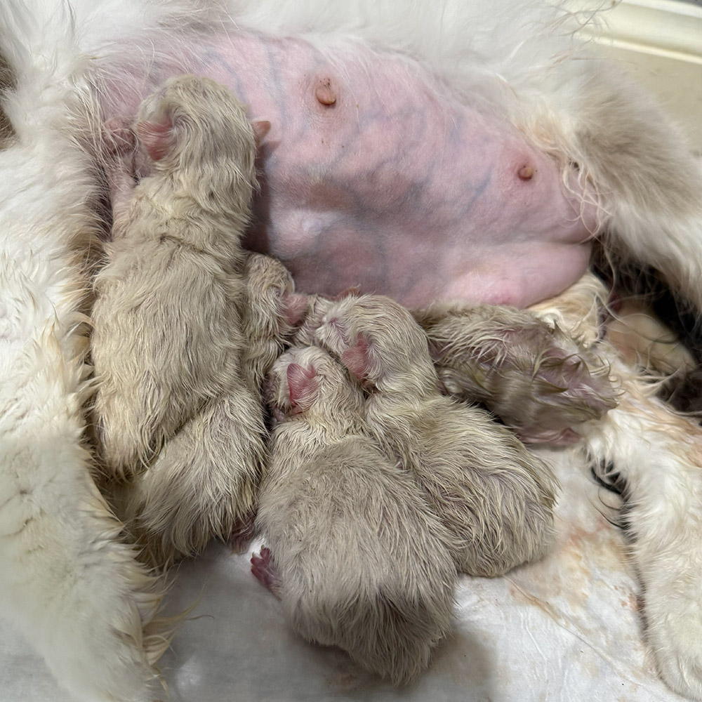ragdoll-kittens-labour1