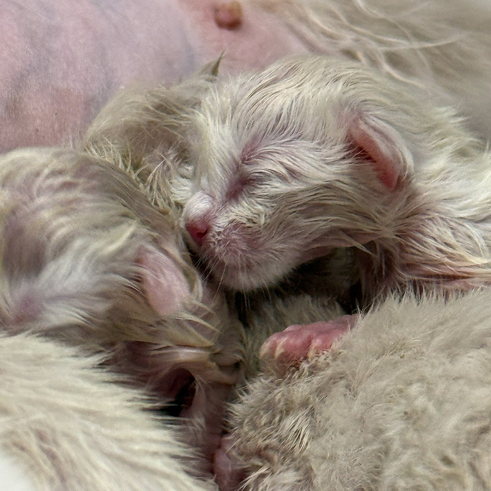 ragdoll kittens labour2