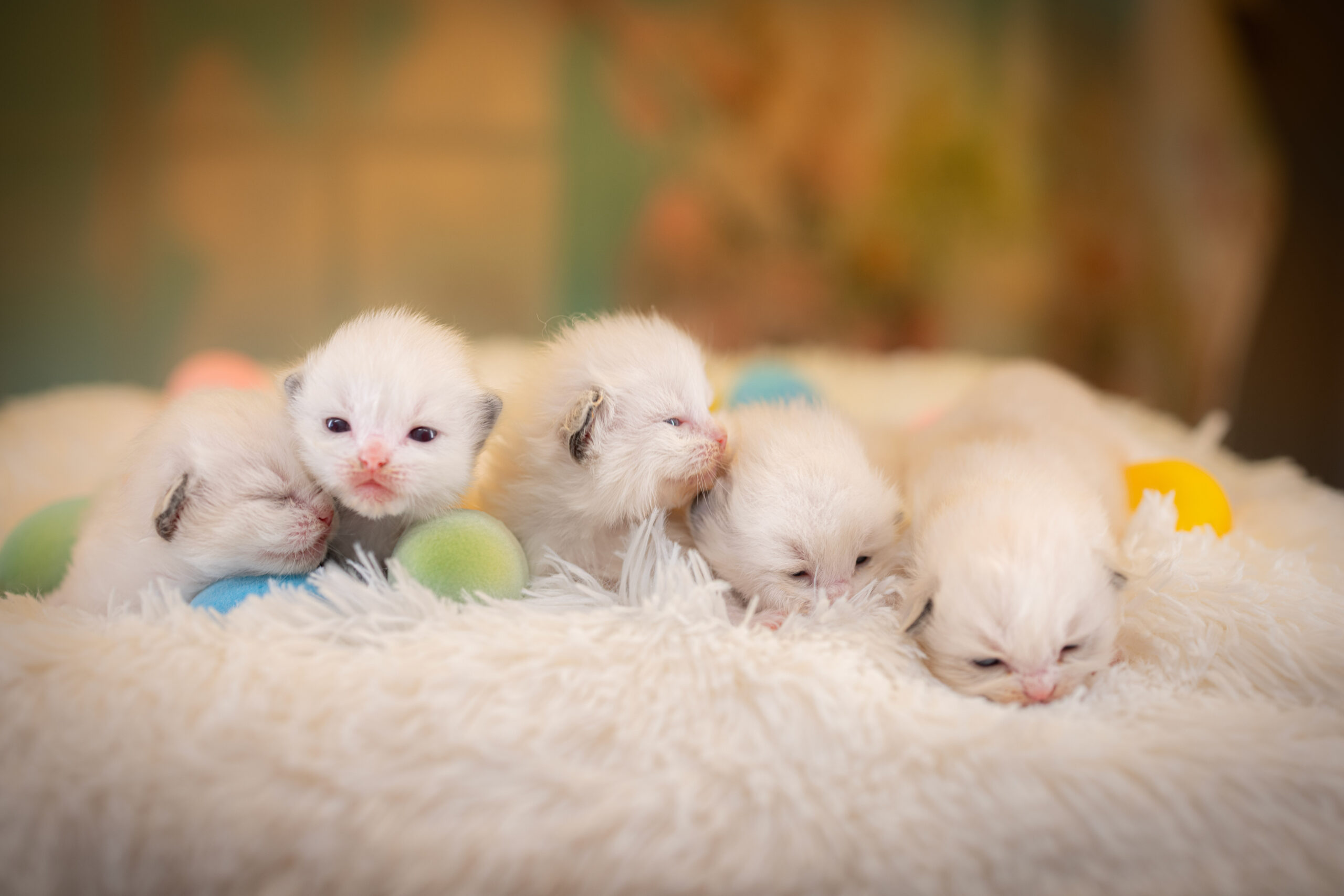 ragdoll-kittens-sale-LRDX