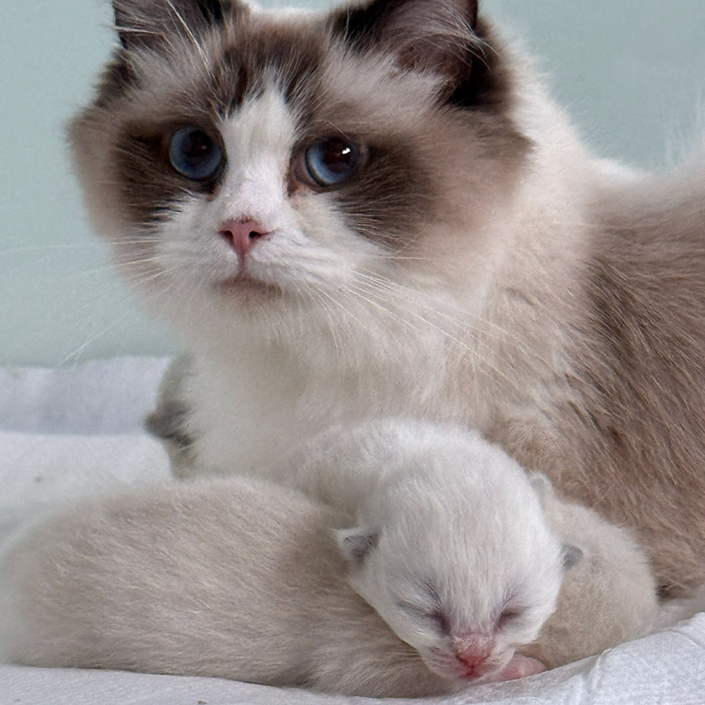 ragdoll-kittens-sale1