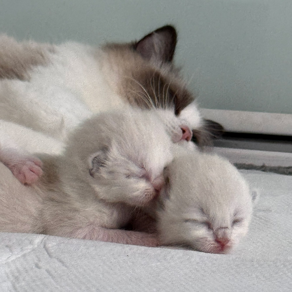 ragdoll-kittens-sale2