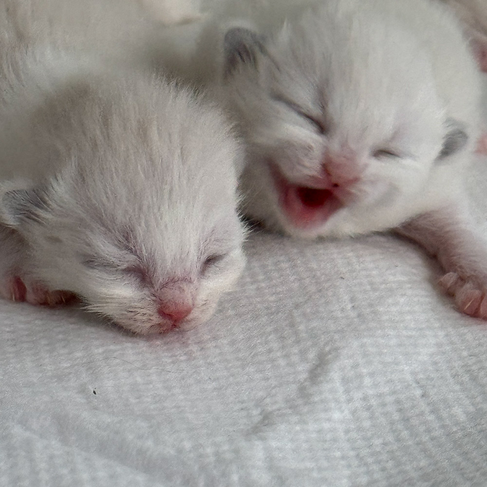 ragdoll-kittens-sale3