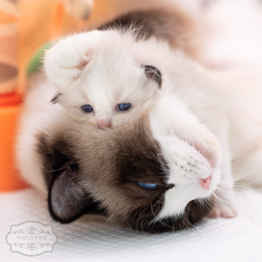 ragdoll kittens for sale ragdoll-kitten-for-sale-ZPAA3