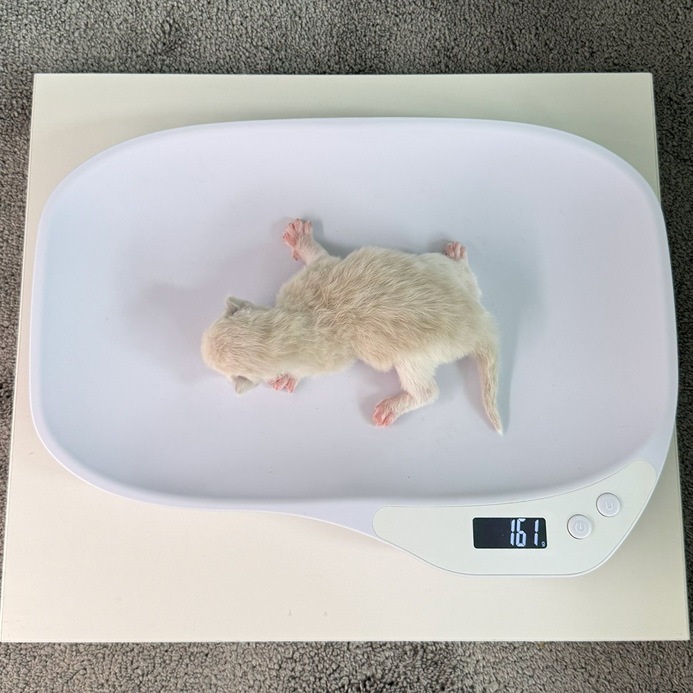 ragdoll-kitten-sale-ZPAA-161