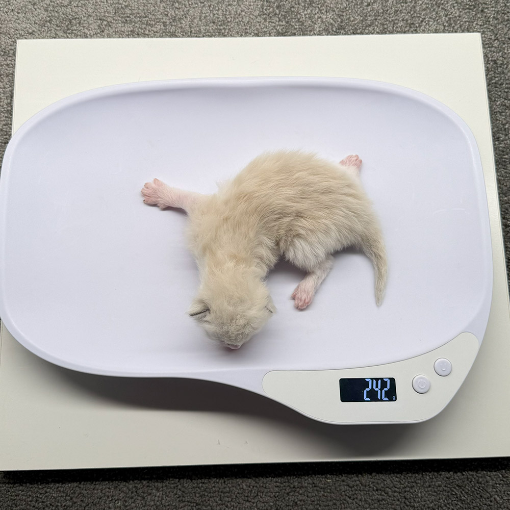 ragdoll-kitten-sale-ZPAA