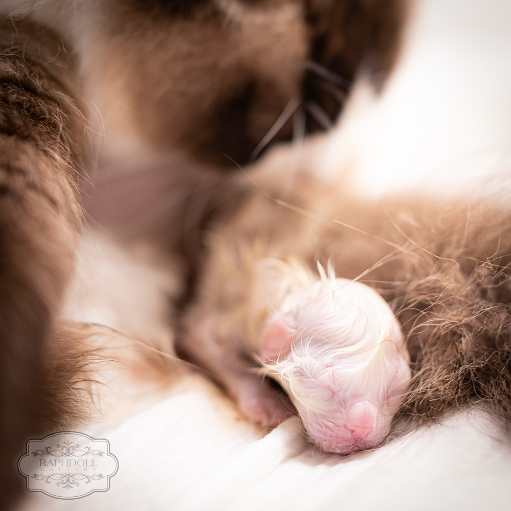 ragdoll-kitten-sale-ZPAA