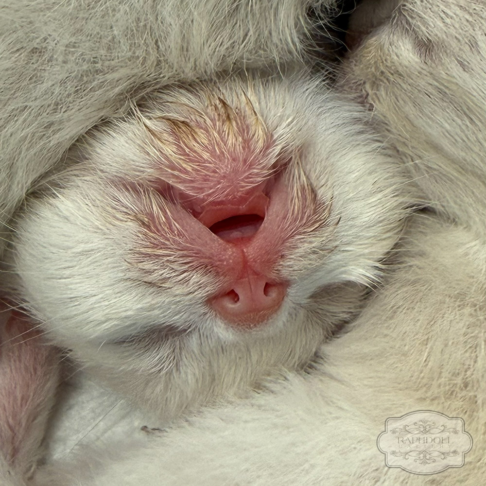 ragdoll-kitten-sale-ZPAA1