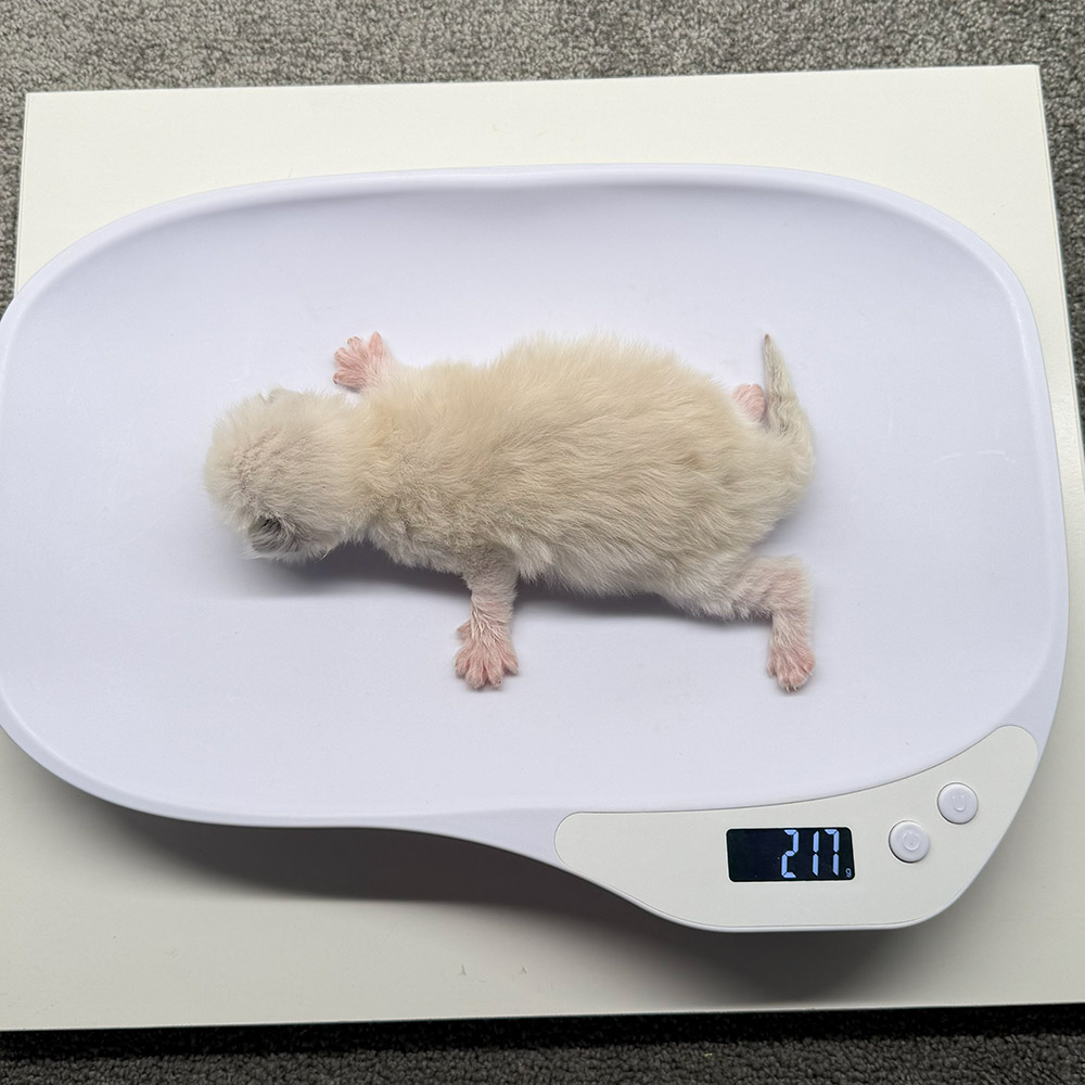 ragdoll-kitten-sale-ZPAB