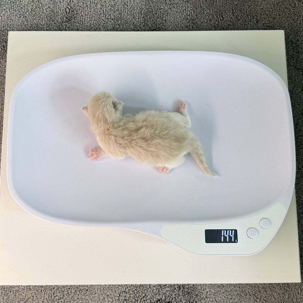 ragdoll-kitten-sale-ZPAB-144