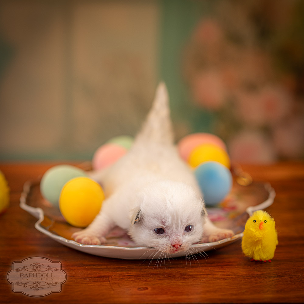 ragdoll-kitten-sale-ZPAB