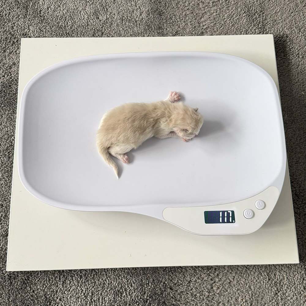 ragdoll-kitten-sale-ZPAB