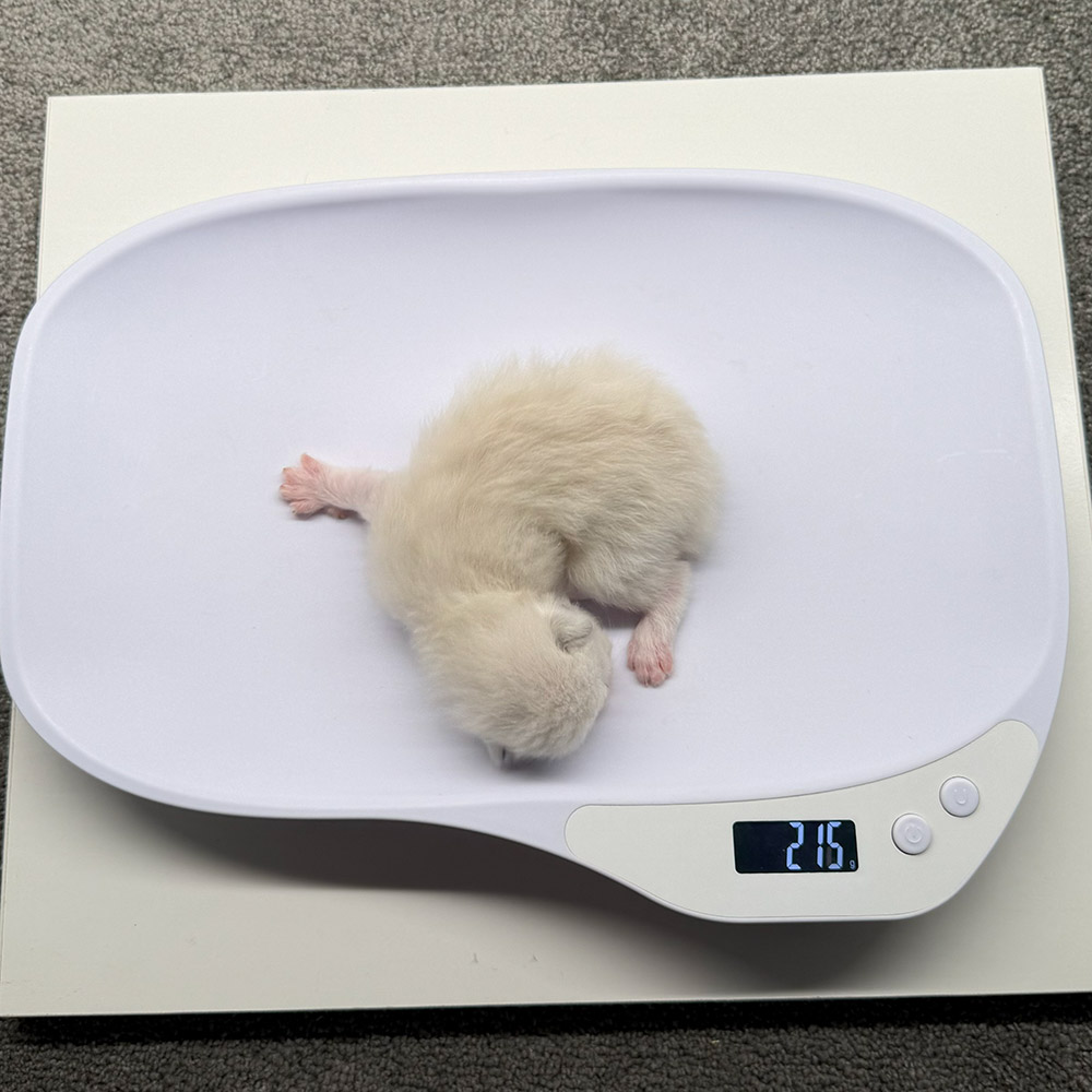 ragdoll-kitten-sale-ZPAC