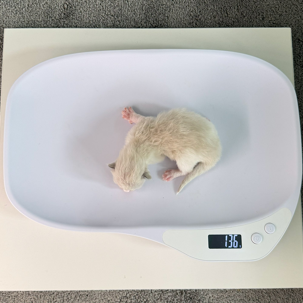 ragdoll-kitten-sale-ZPAC-136