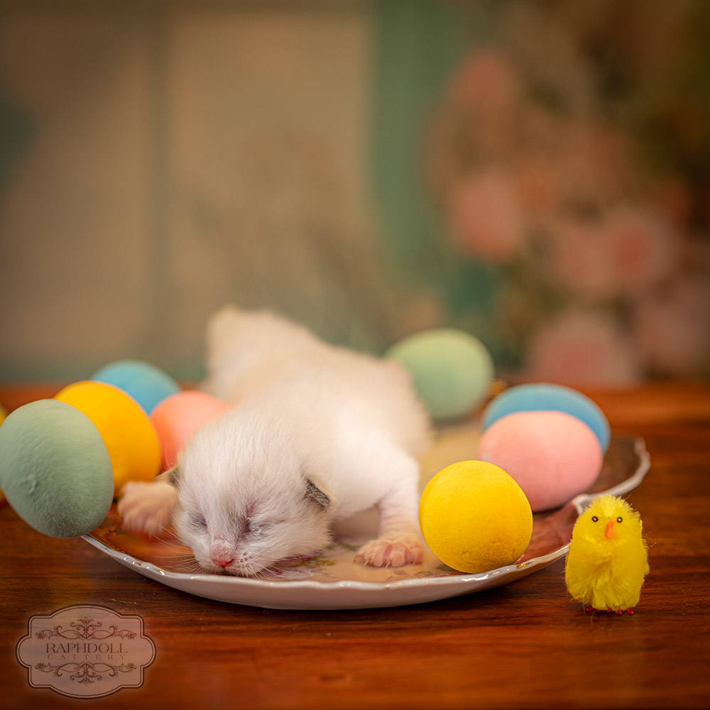 ragdoll-kitten-sale-ZPAC