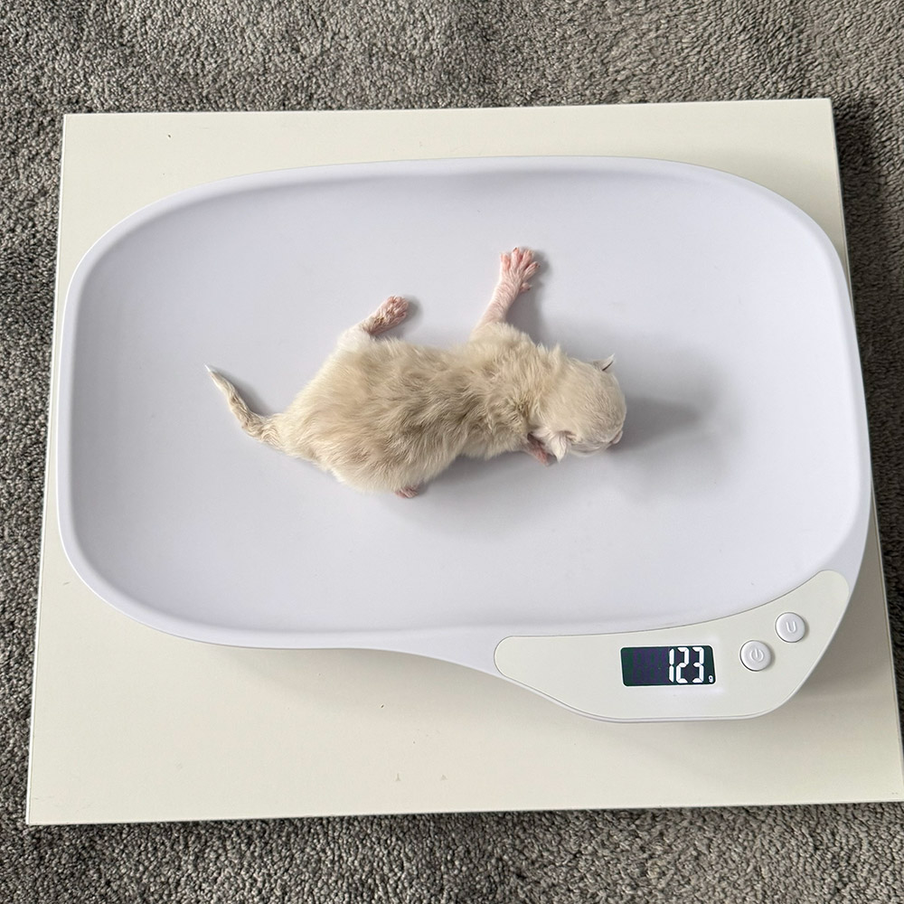 ragdoll-kitten-sale-ZPAC