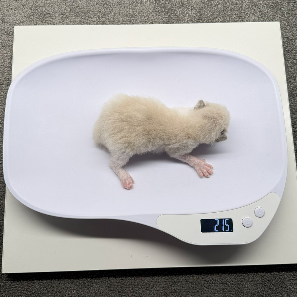 ragdoll-kitten-sale-ZPAD