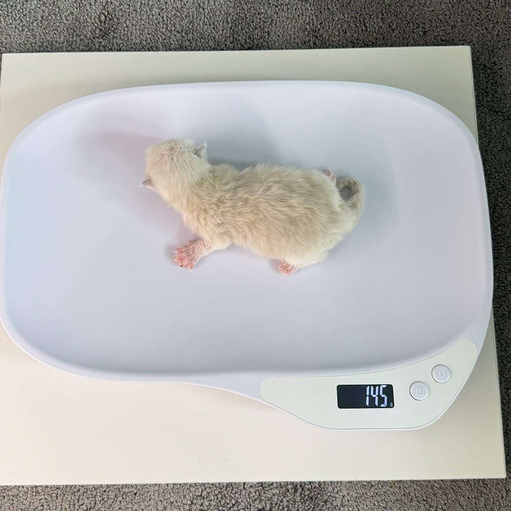 ragdoll-kitten-sale-ZPAD-145