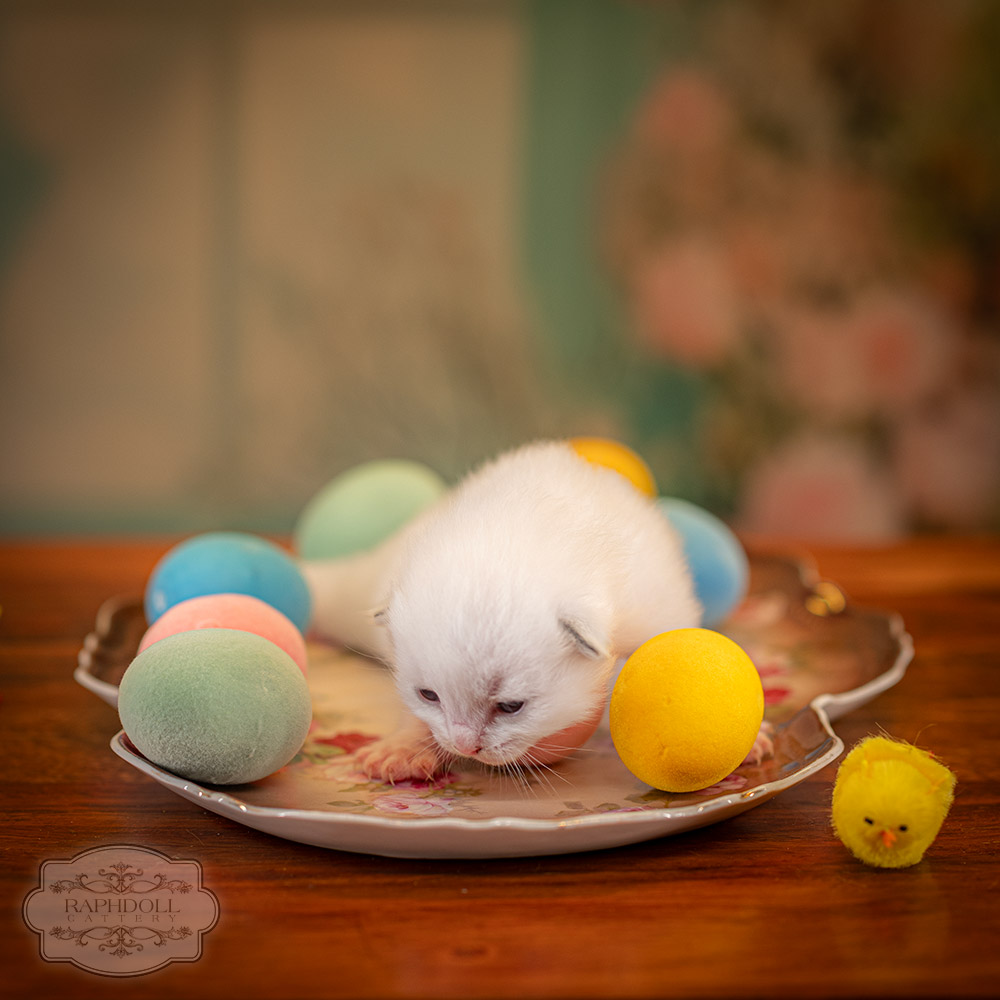 ragdoll-kitten-sale-ZPAD