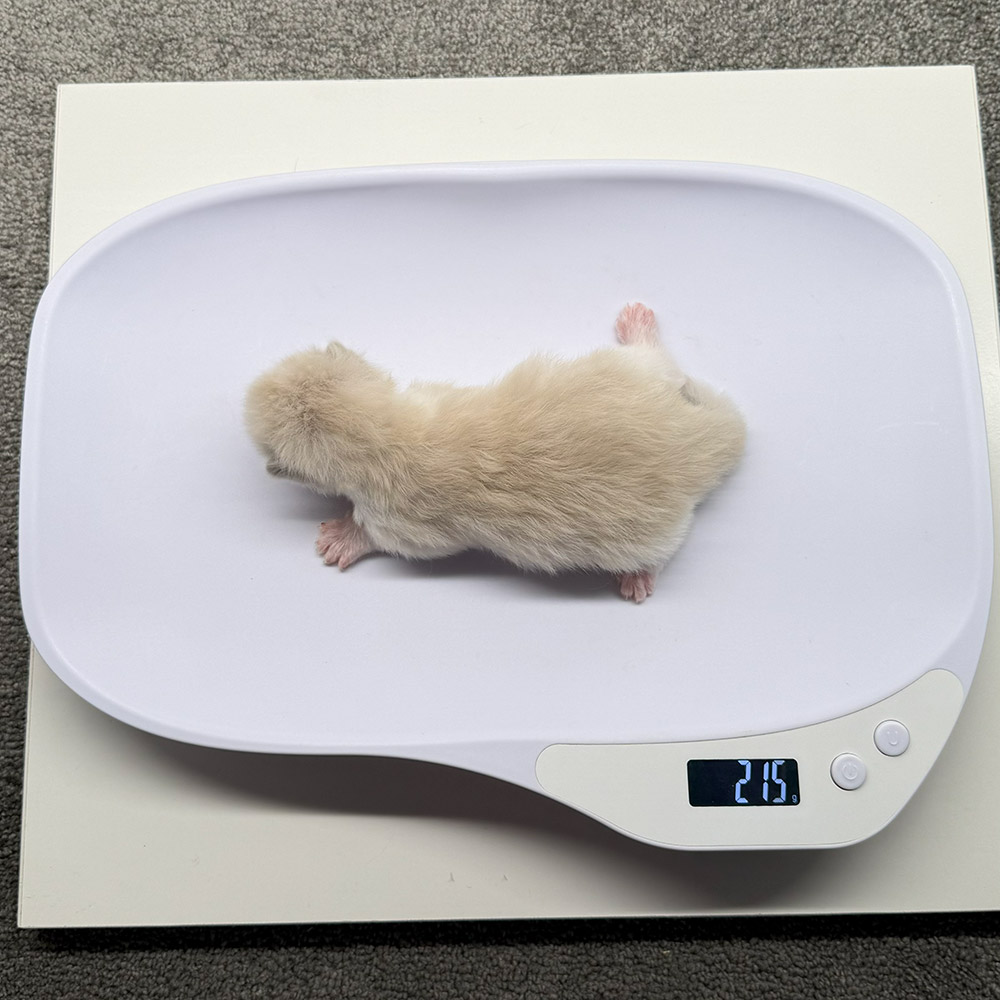 ragdoll-kitten-sale-ZPAE