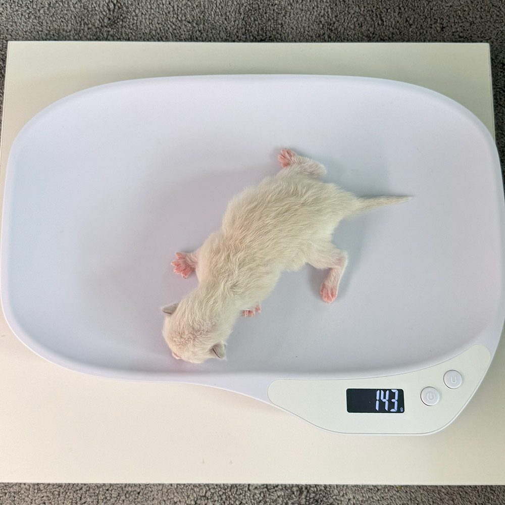 ragdoll-kitten-sale-ZPAE-143