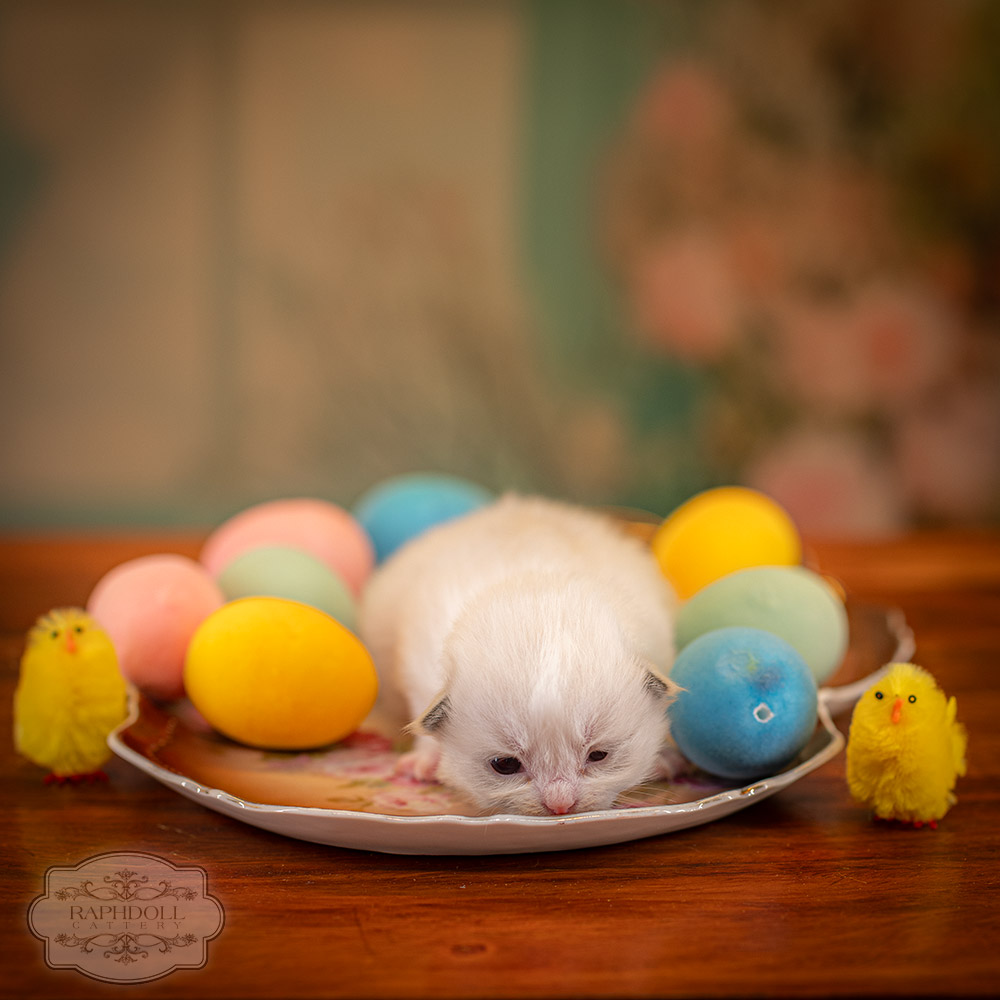 ragdoll-kitten-sale-ZPAE