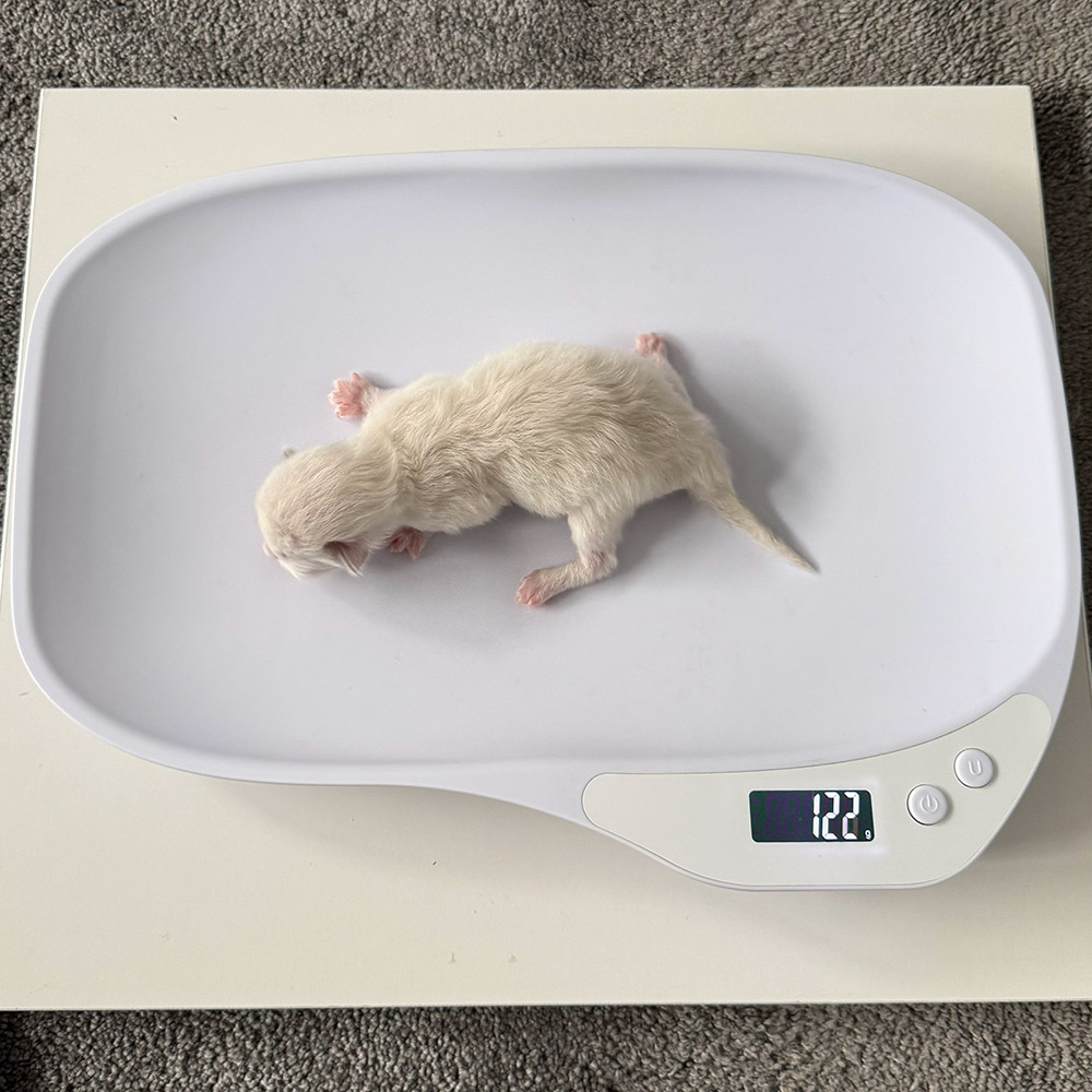 ragdoll-kitten-sale-ZPAE