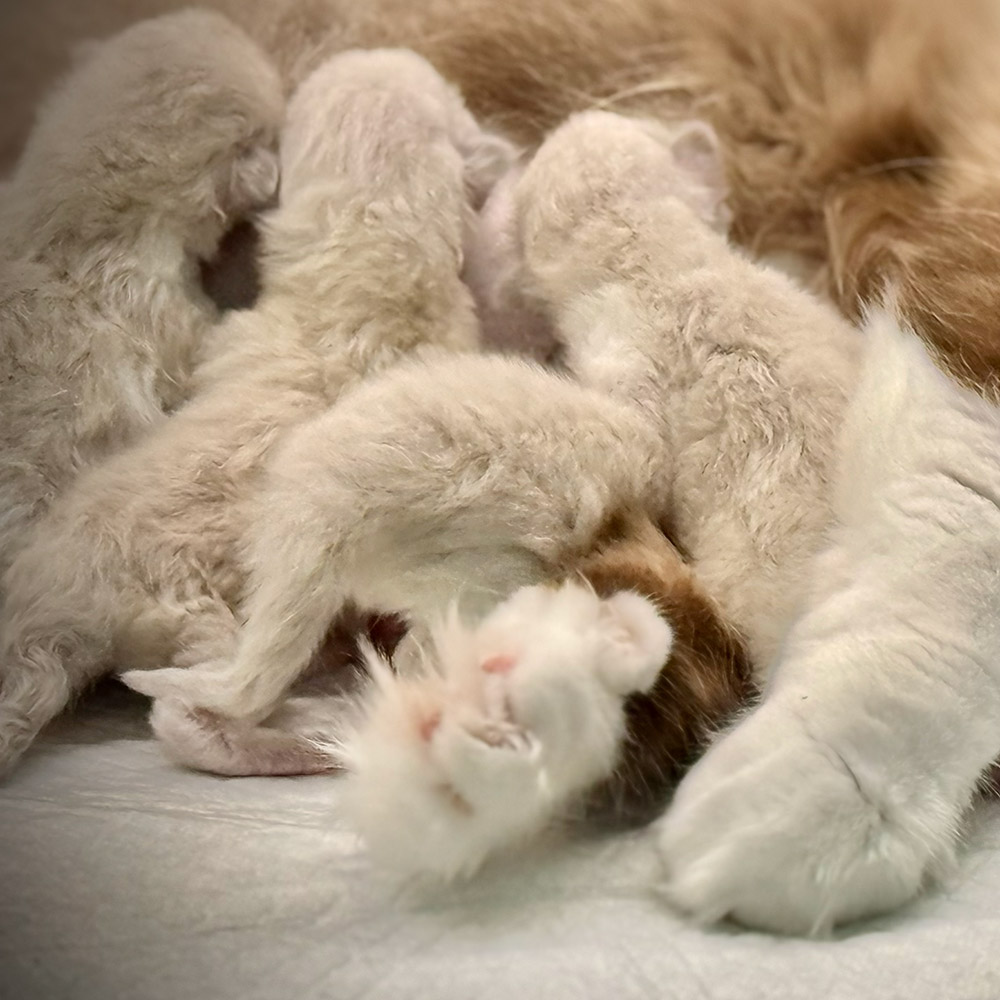 ragdoll-kitten-sale-ZPAX