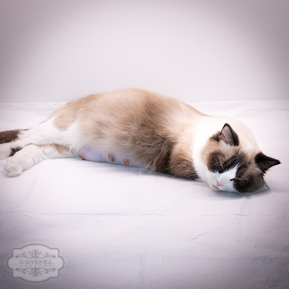 ragdoll-kitten-sale-birth