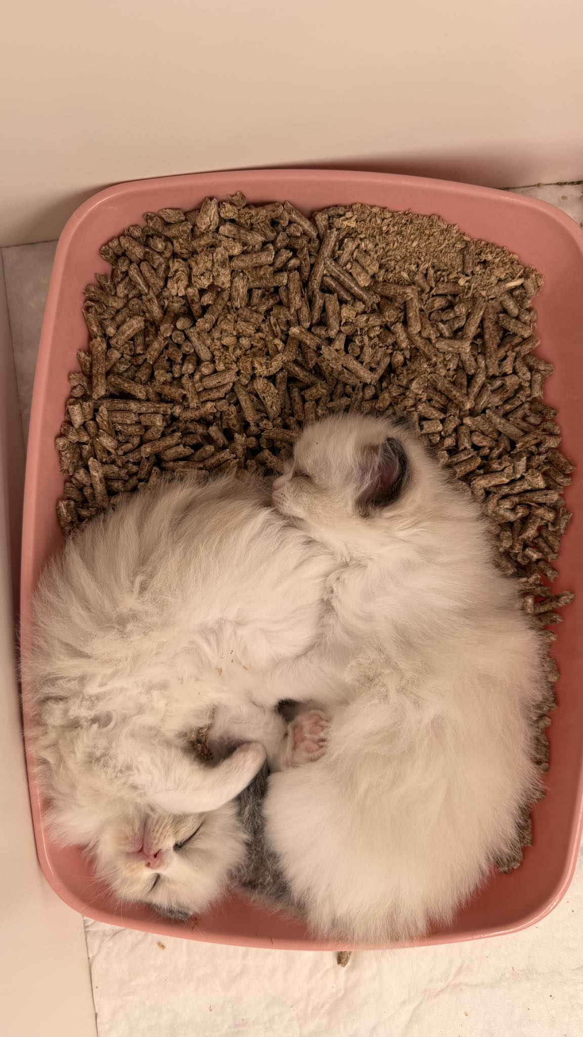 677249623_3335745783253487_4255286421892619896_n