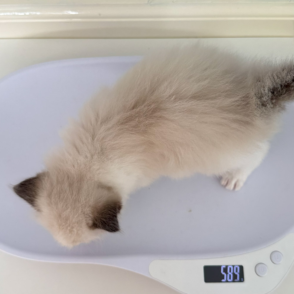 ragdoll-kitten-sale-ZPAA