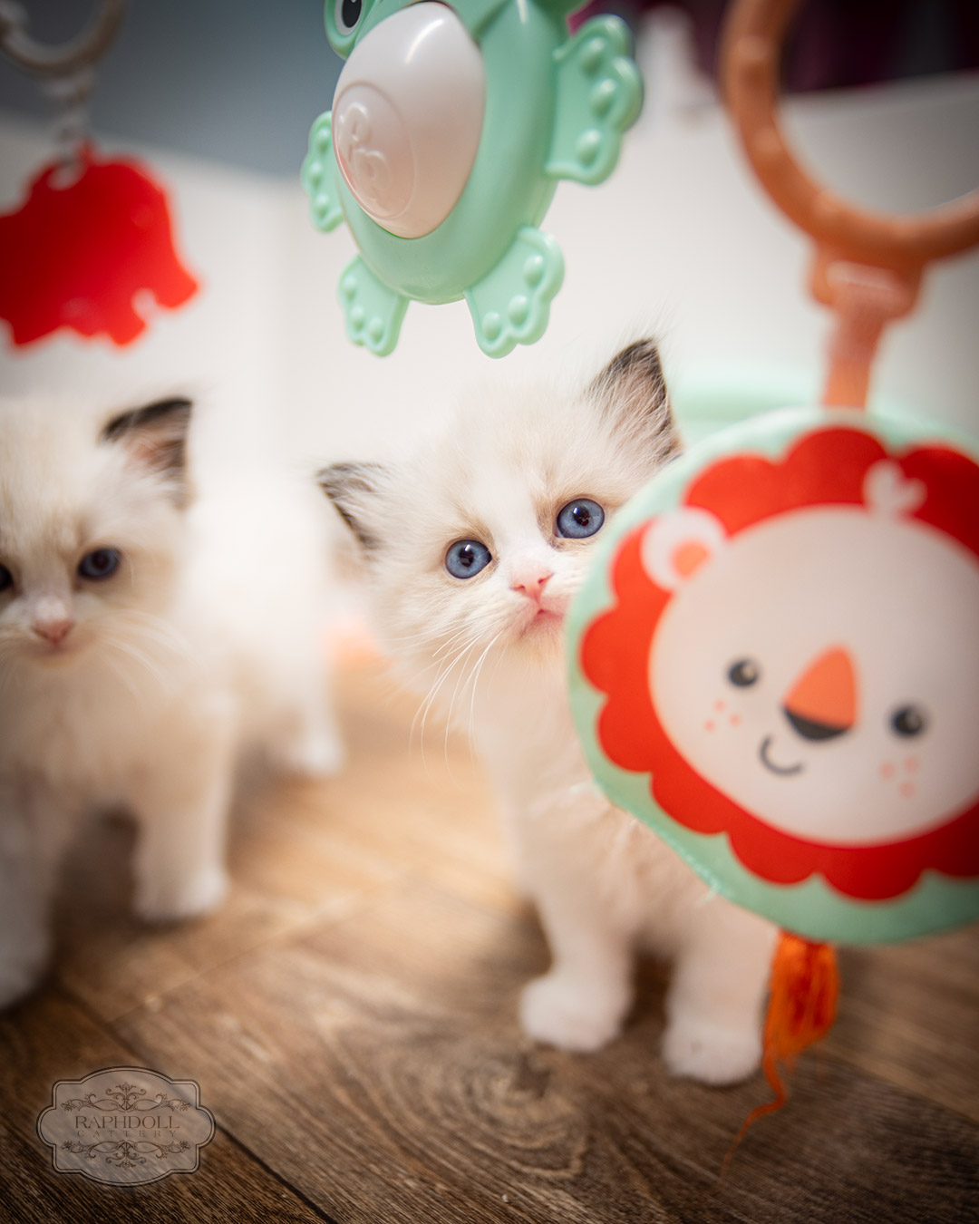 ragdoll kittens for sale ZPAA ragdoll-kitten-sale-ZPAA