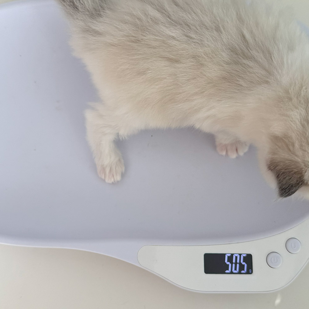 ragdoll-kitten-sale-ZPAB