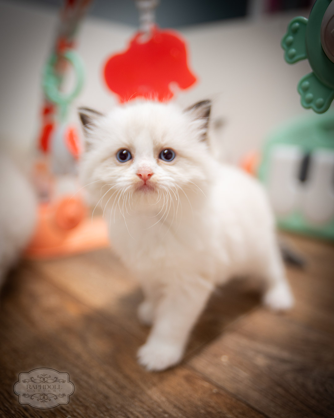 ragdoll kittens for sale ZPAB ragdoll-kitten-sale-ZPAB