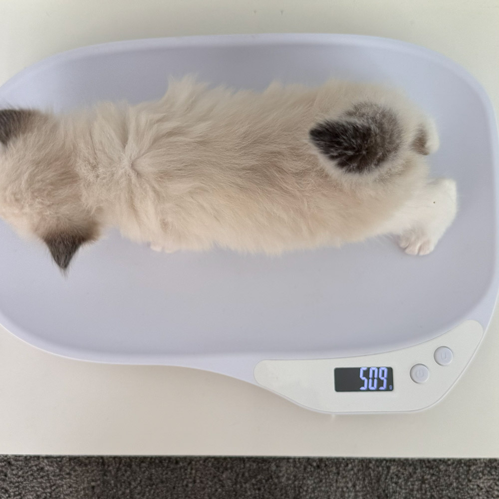 ragdoll-kitten-sale-ZPAC
