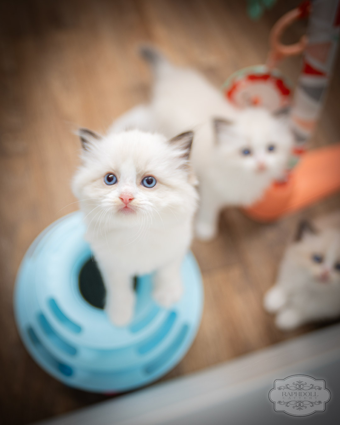 ragdoll kittens for sale ZPAC ragdoll-kitten-sale-ZPAC