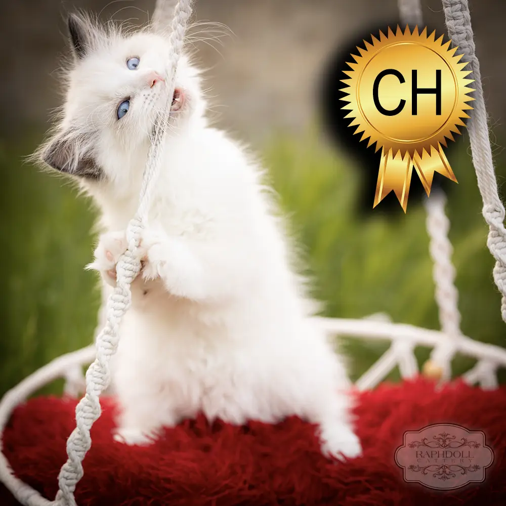 ragdoll kittens for sale ZPAC ragdoll-kitten-sale-ZPAC2