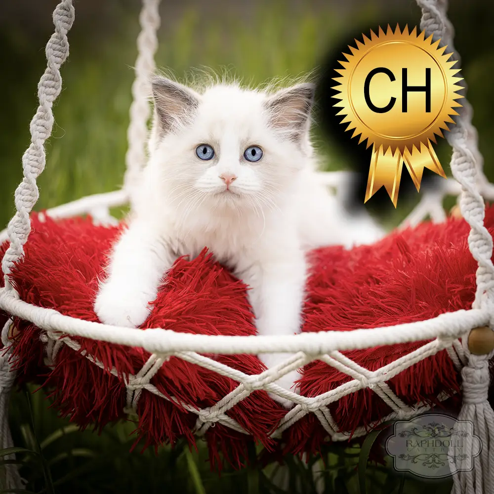 ragdoll kittens for sale ZPAD ragdoll-kitten-sale-ZPAD