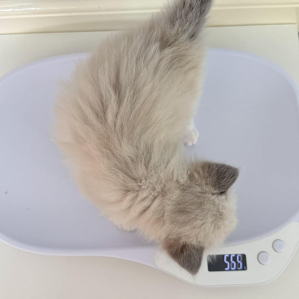 ragdoll-kitten-sale-ZPAD