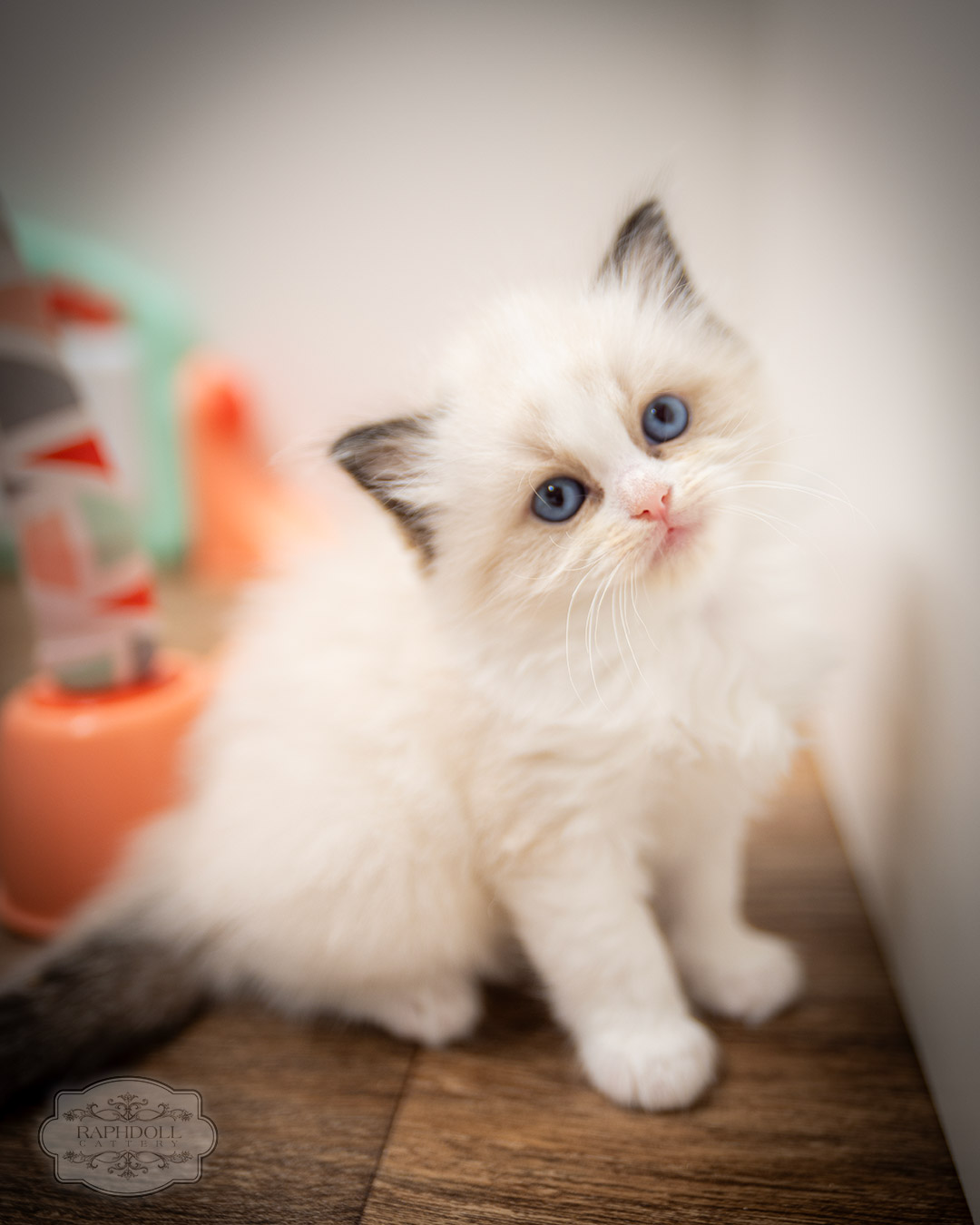 ragdoll kittens for sale ZPAD ragdoll-kitten-sale-ZPAD
