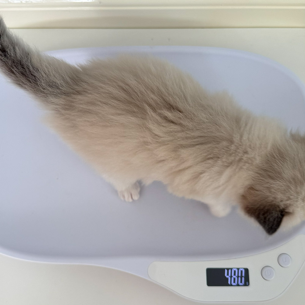 ragdoll-kitten-sale-ZPAE