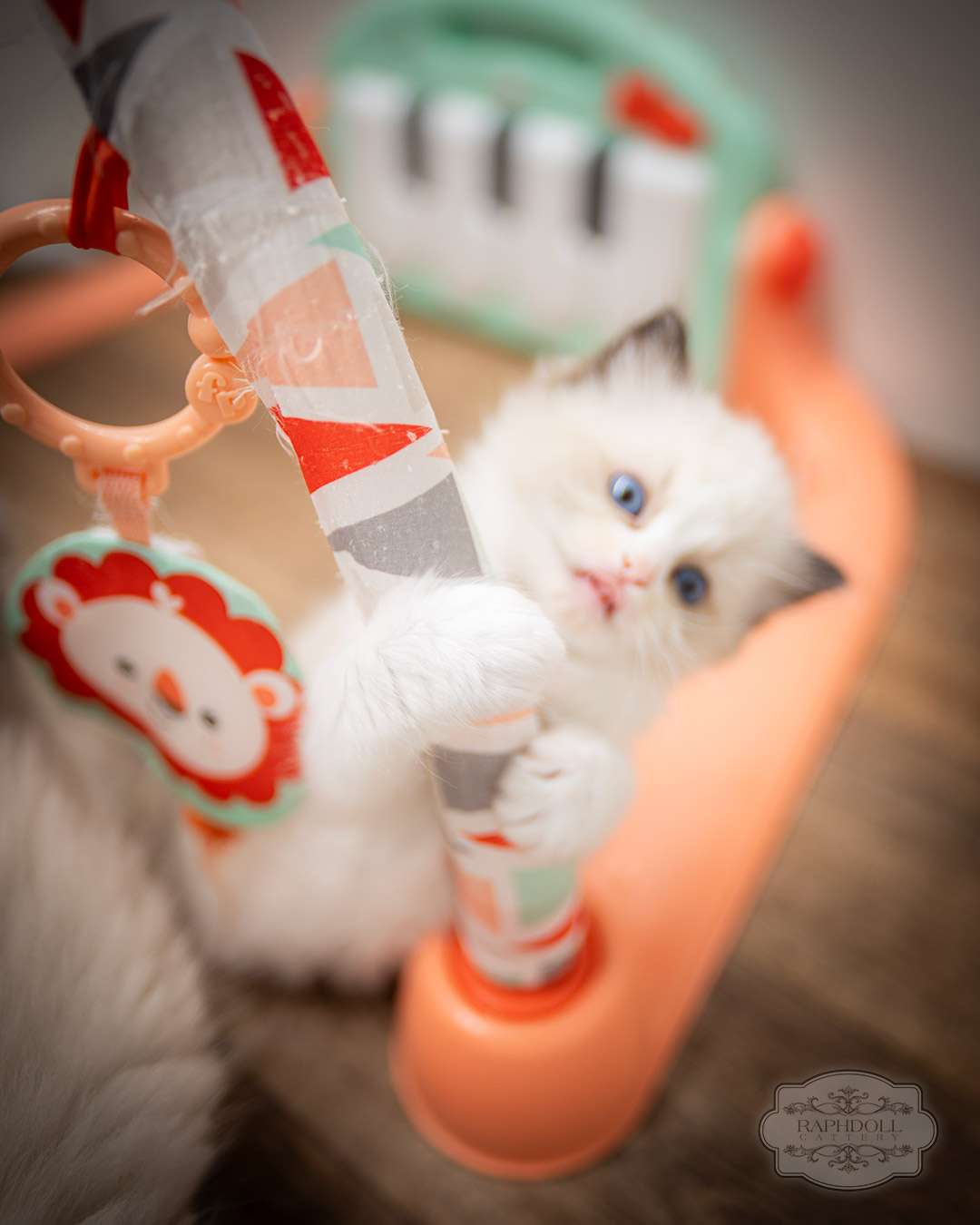 ragdoll kittens for sale ZPAE ragdoll-kitten-sale-ZPAE