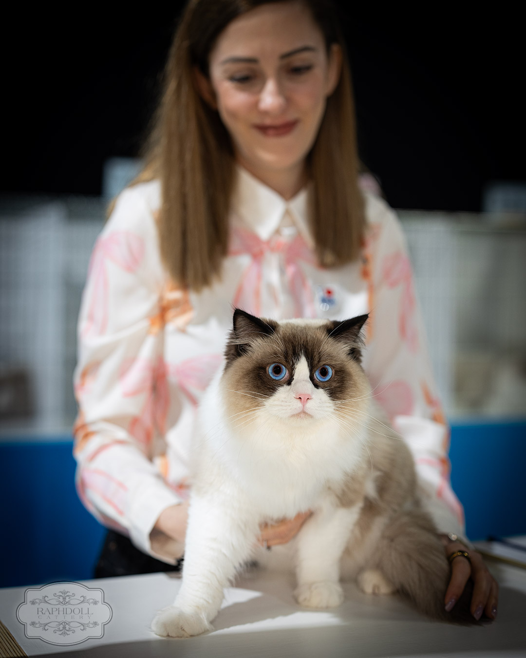 ragdolls cat tica show ragdolls-thames-tica-cat-show-apr-2026-69
