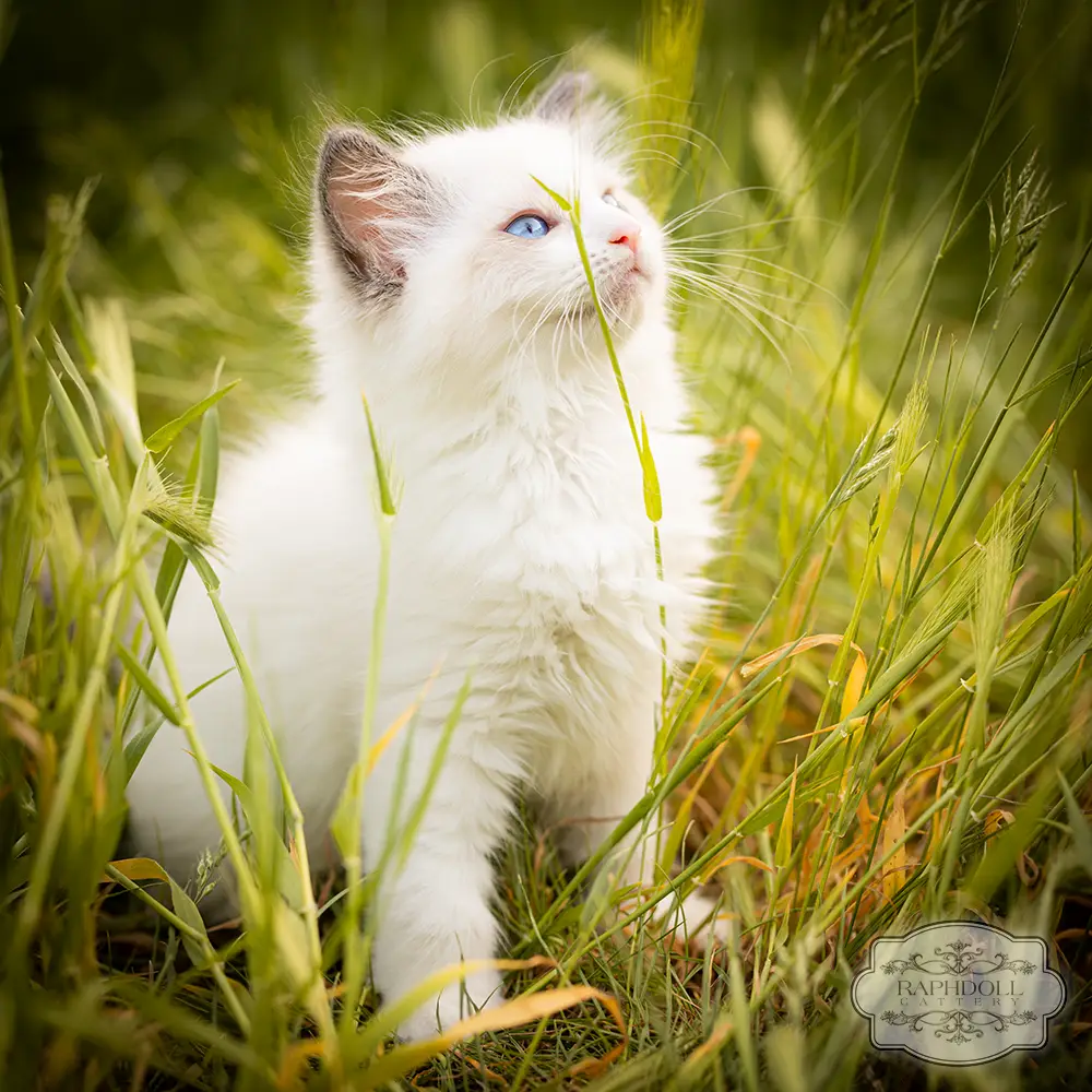 ragdoll kittens for sale ragdoll-kittens-sale-LSDB1
