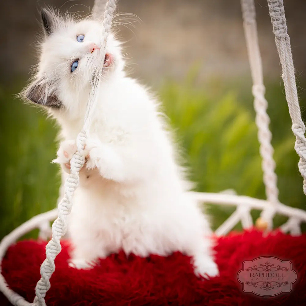 ragdoll kittens for sale ragdoll-kitten-sale-ZPAC1