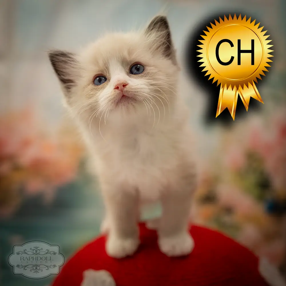 ragdoll-kitten-sale-ZCAA
