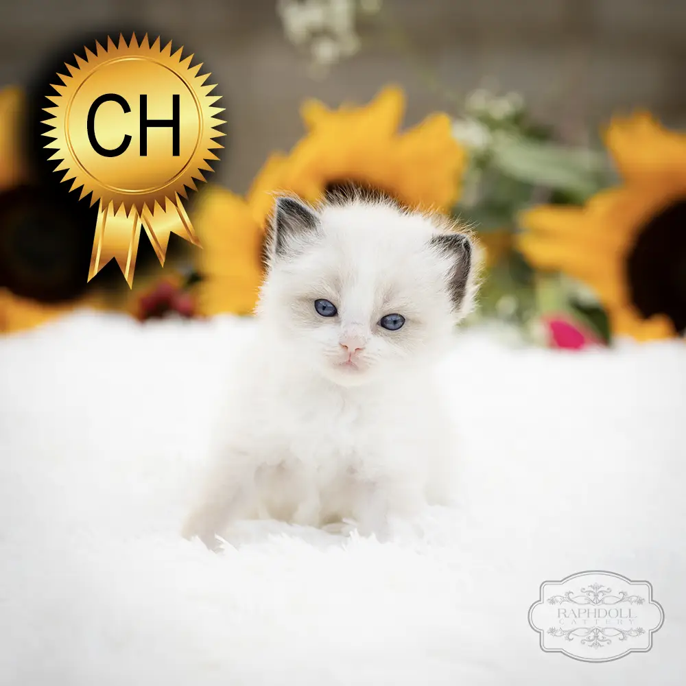 ragdoll kittens sale ZCAA ragdoll-kitten-sale-ZCAA-2